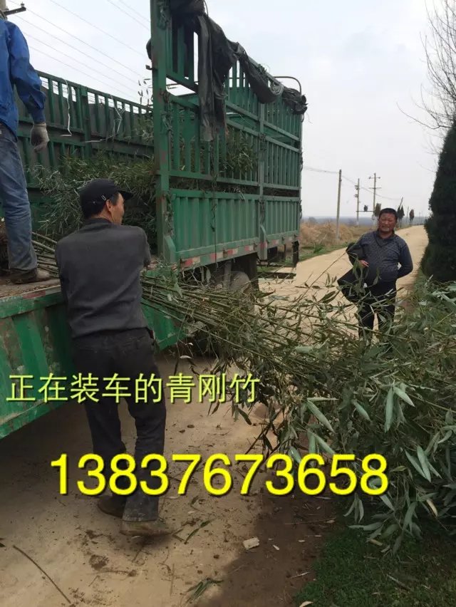 2公分剛竹價格  河南3米竹子批發(fā)價格  3公分紫薇苗木價格