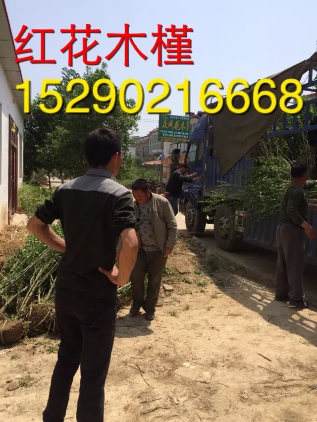 3公分木槿價(jià)格  河南5公分紅花木槿苗木價(jià)格 5公分紫薇批發(fā)