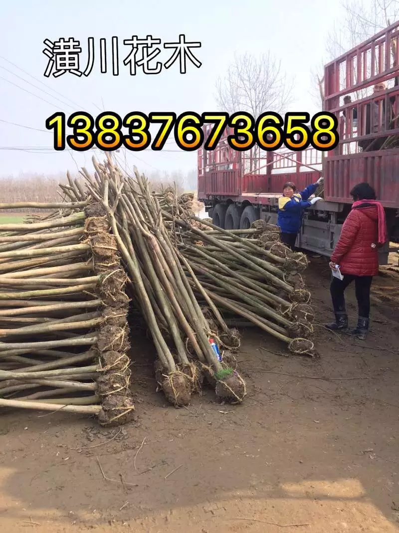 河南3公分紫薇價格   3公分大葉女貞批發(fā)  2公分竹子產(chǎn)地價格