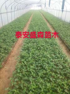 吉塞拉矮化櫻桃苗銷售 早大果