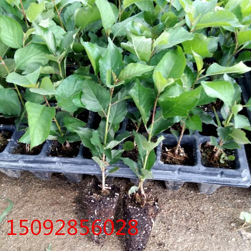 吉賽拉6號櫻桃苗基地