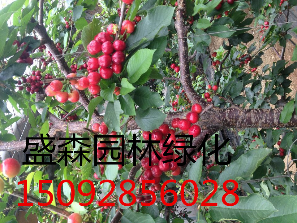 山東省吉塞拉6號(hào)扦插苗和J6櫻桃苗砧木的區(qū)別