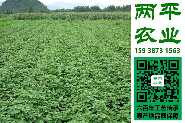 天津全手工紅薯粉條散裝批發(fā)|純紅薯粉條散裝批發(fā)|正宗紅薯粉條品牌