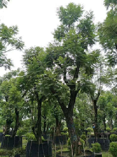 供應(yīng)藍(lán)花楹，園林工程綠化，物美價(jià)廉，福建苗木基地直銷