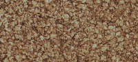 (yng)ܛľܛľƤܛľzܛľ݁ܛľ