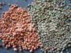 生物陶粒濾料 陶粒濾料 生物陶粒濾料價格