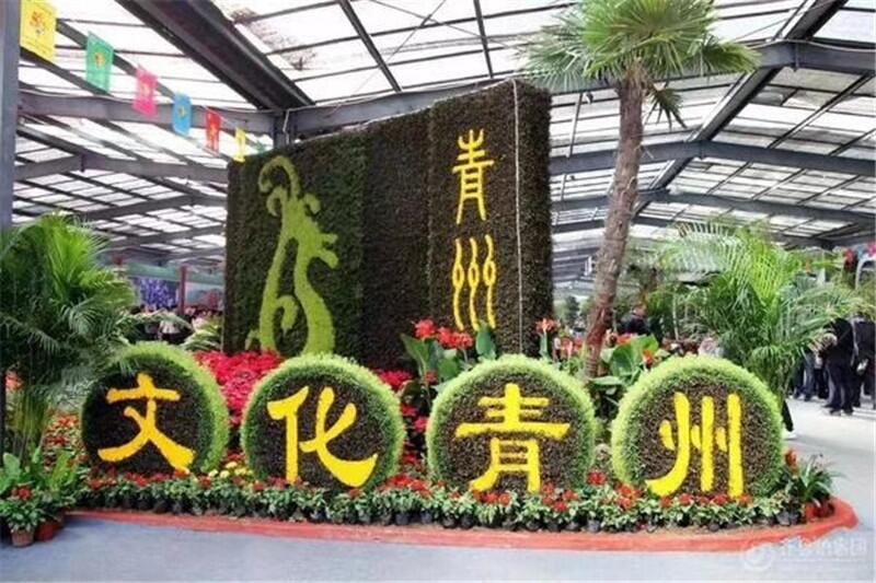 青州鼎諾花卉馬鞭草產(chǎn)地直銷