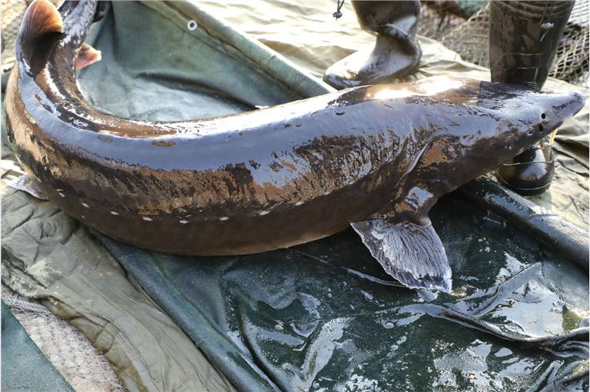 撫遠特產(chǎn)鱘鰉魚產(chǎn)地批發(fā)，養(yǎng)殖鱘鰉魚多錢一斤，整條鮮魚鱘鰉魚供應(yīng)商