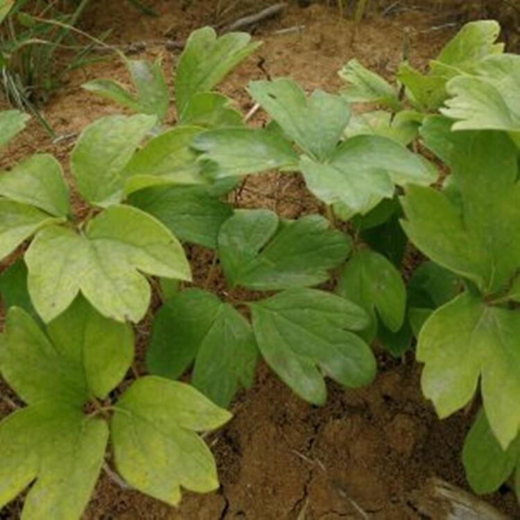 牡丹苗種植技術