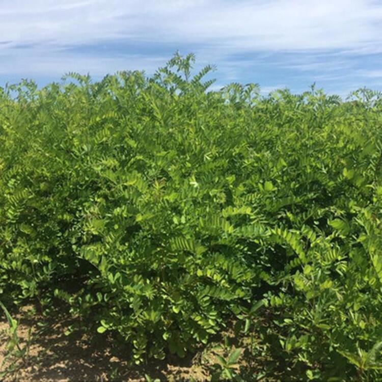 防風(fēng)除草劑使用方法