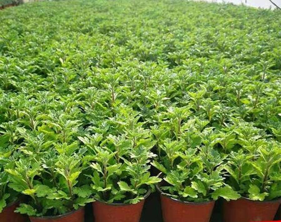 菊花苗多少錢株亳州富家合作社