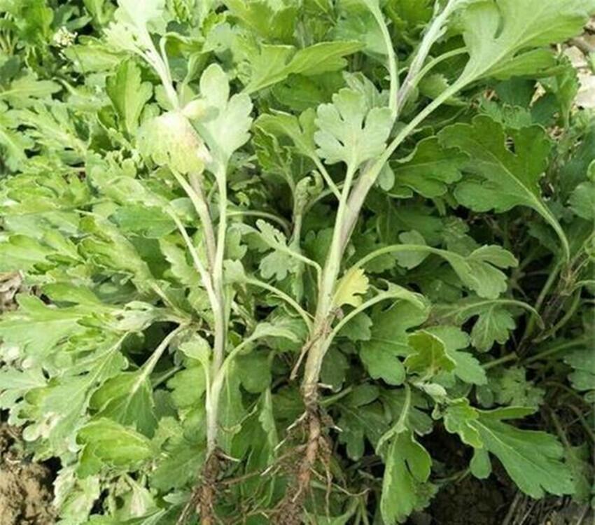 菊花苗今年價格亳州富家合作社供應(yīng)