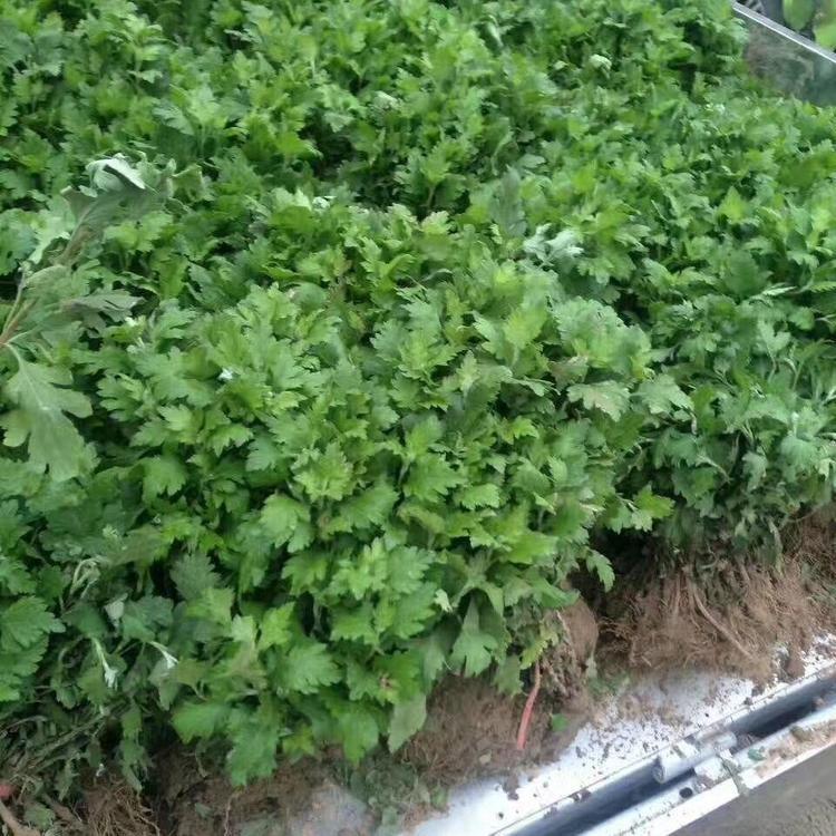 菊花苗批發(fā)菊花苗價格