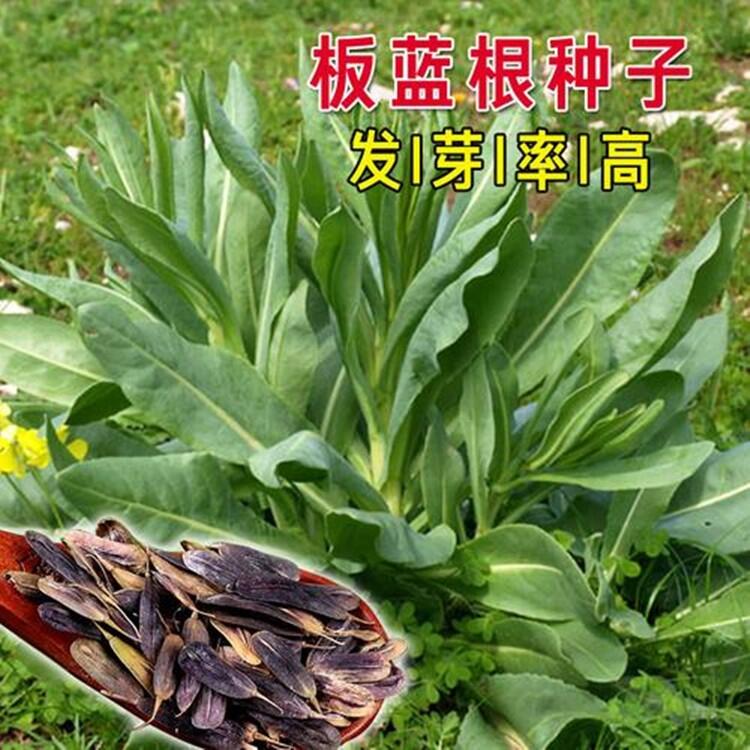 板藍(lán)根種子我想種植哪里有