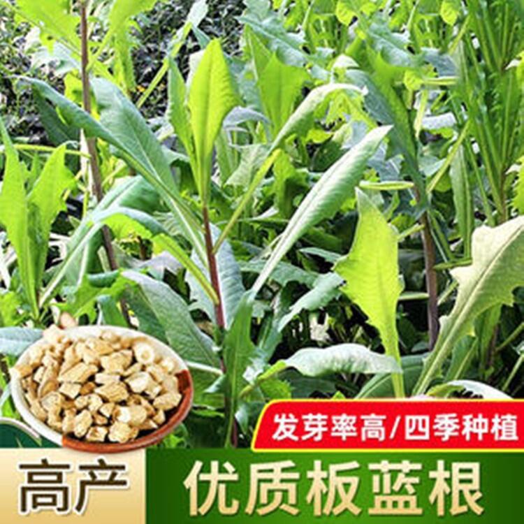板藍(lán)根種子產(chǎn)地供應(yīng)板藍(lán)根種子批發(fā)