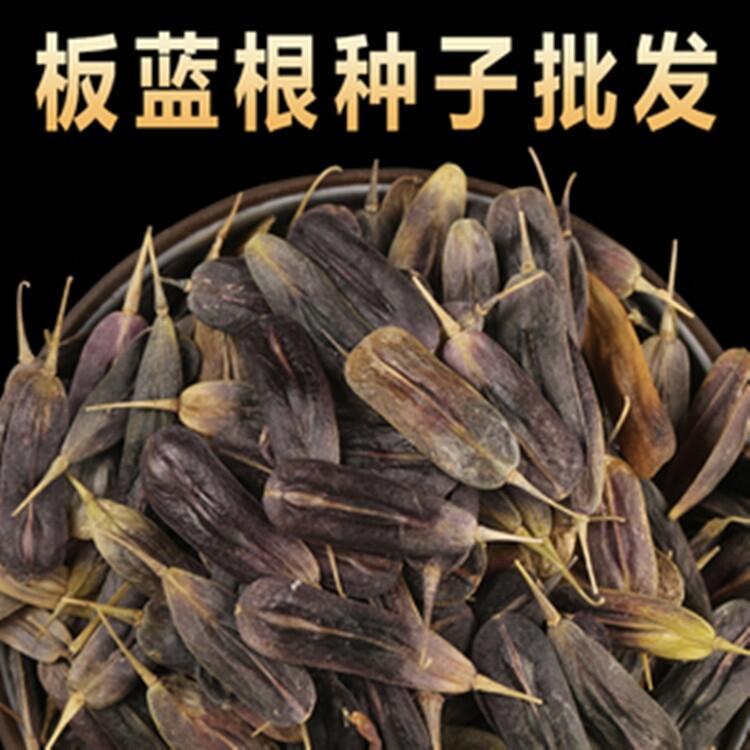 板藍(lán)根種子畝用量板藍(lán)根籽價(jià)格