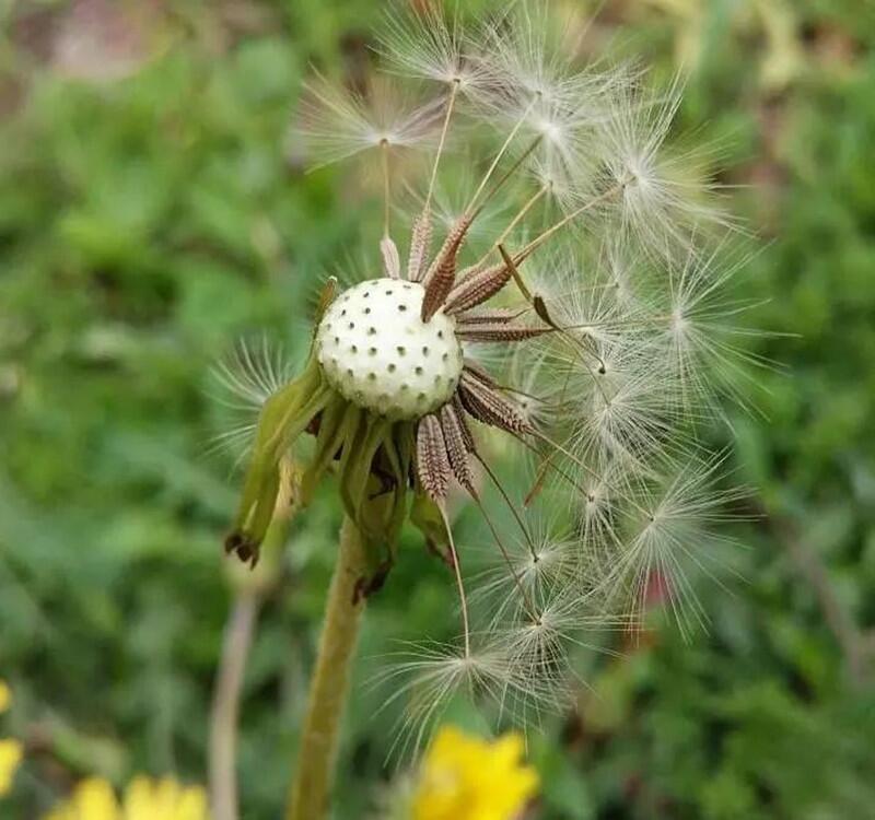 蒲公英種子大量供應 顆粒飽滿