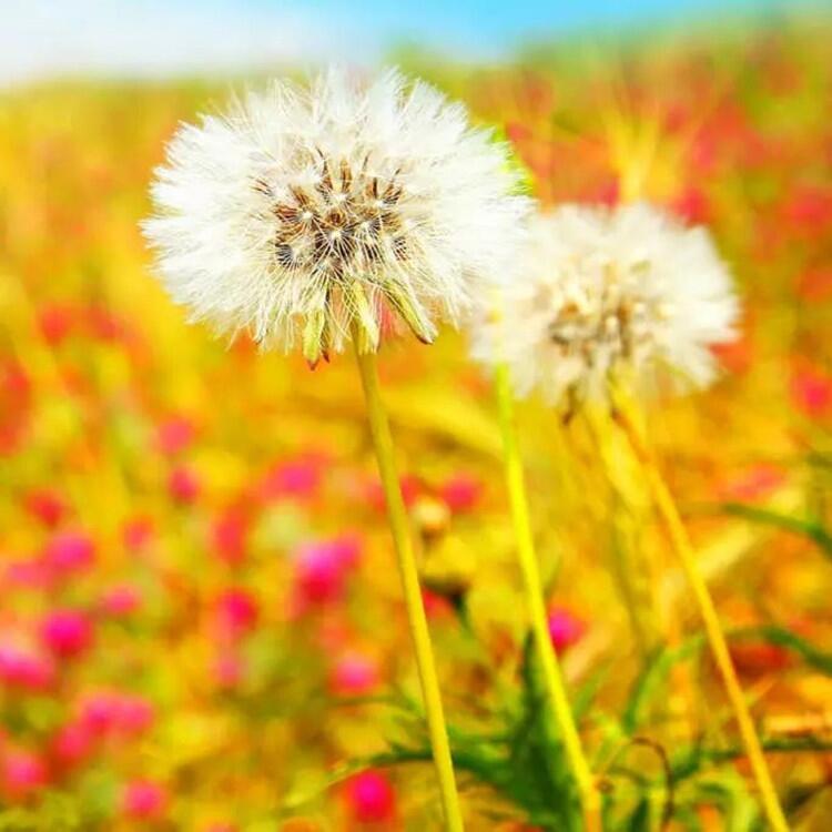 蒲公英種子可以貨到付款