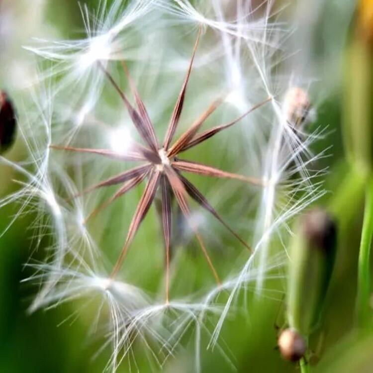 蒲公英除草劑哪里有