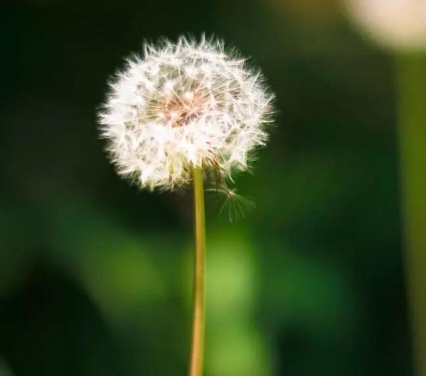 蒲公英種子產(chǎn)地位置 蒲公英種植全過程