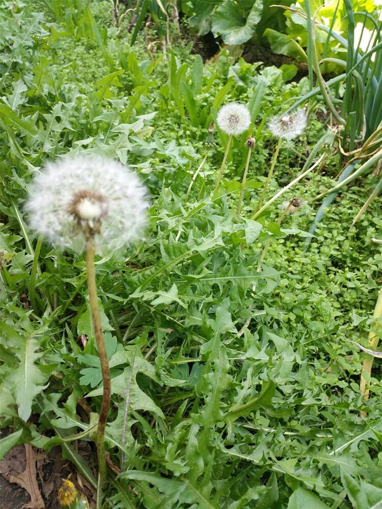 蒲公英種子種植步驟 蒲公英種子供應