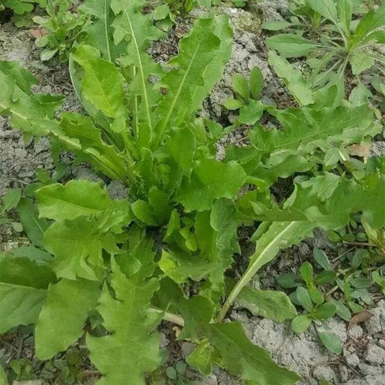 蒲公英種子培育專家育苗方法