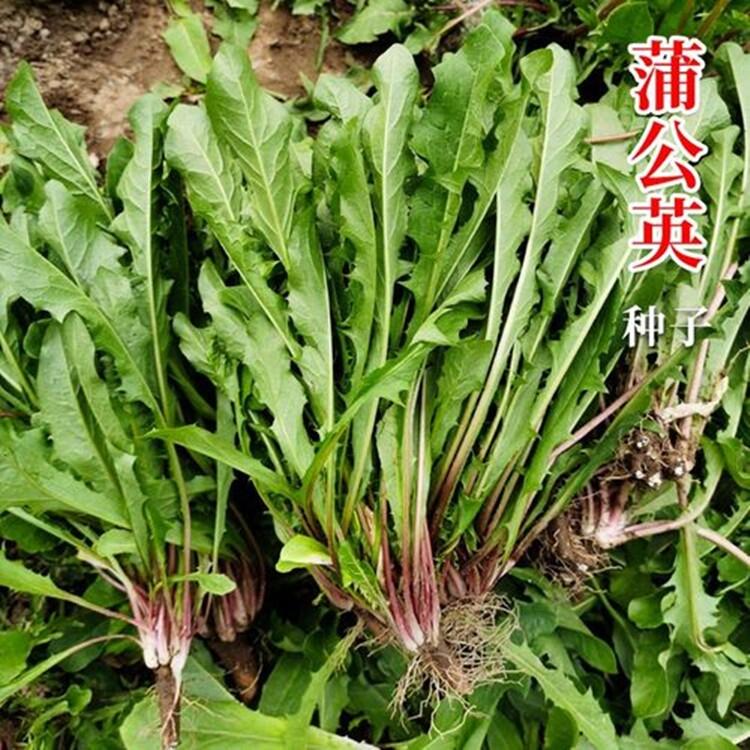 蒲公英種子幾月份種植好