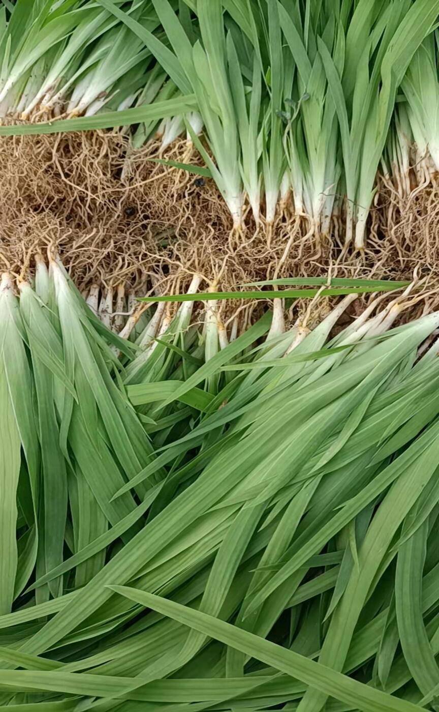 射干種子種植新技術(shù) 射干苗供應(yīng)