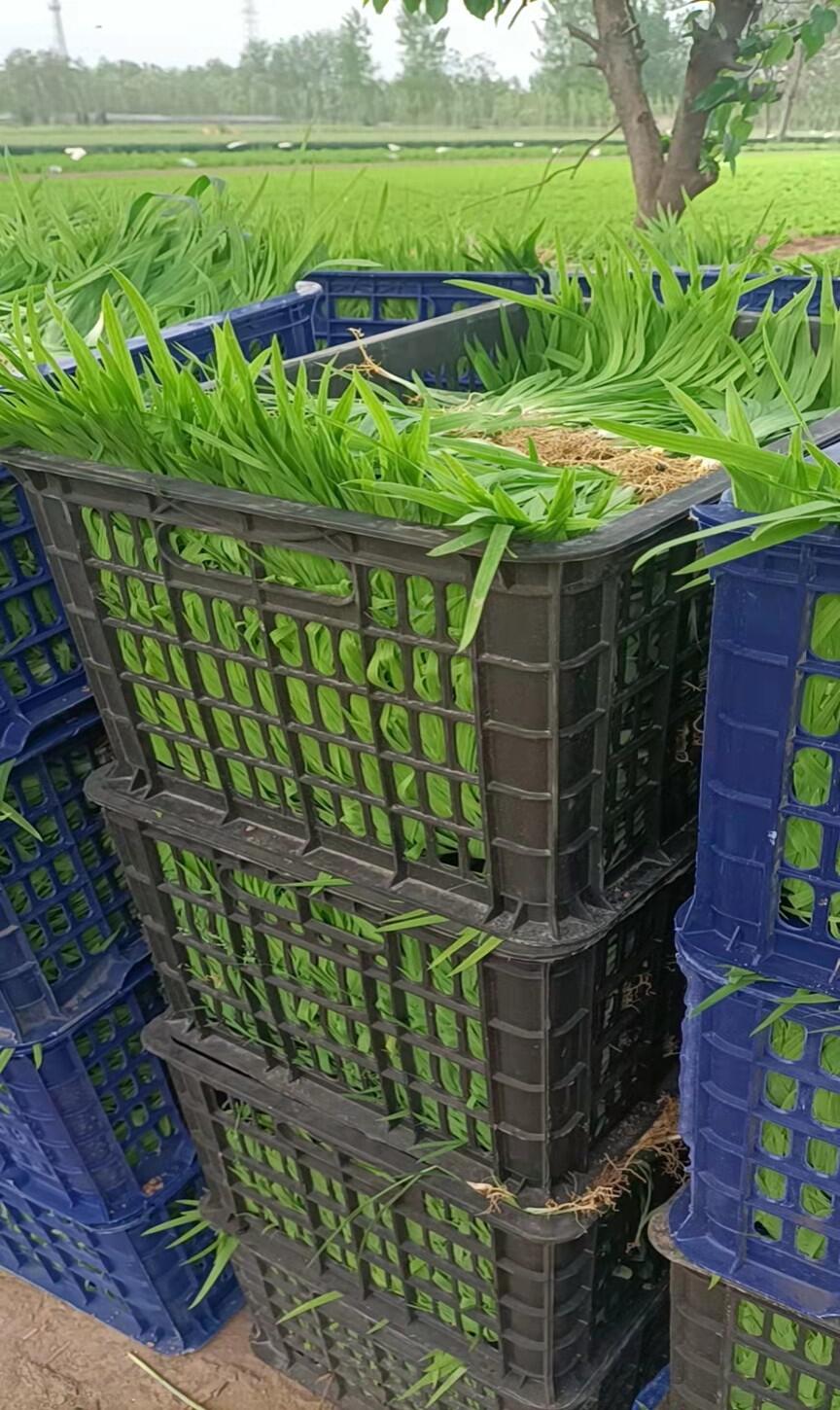 射干種植如何種植 射干苗移栽時間