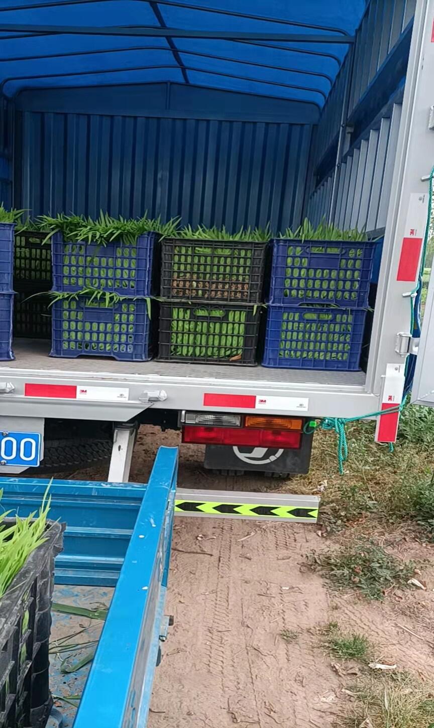 射干種植流程射干種子產(chǎn)地