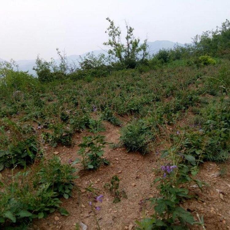 丹參種子種植步驟丹參苗大量供應(yīng)