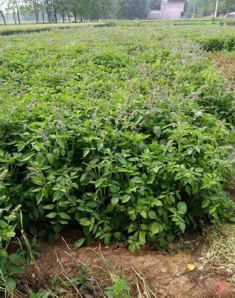 丹參種子正確的種植方法