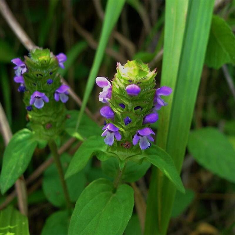 夏枯草種子價(jià)格