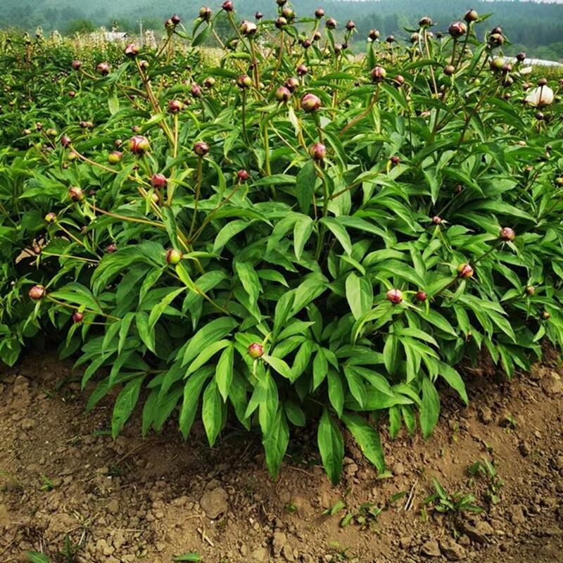 白芍芽頭產(chǎn)地貨源白芍種子供應(yīng)