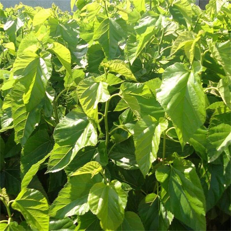 高產(chǎn)玄參子芽玄參種苗種植技術(shù)種植時(shí)間