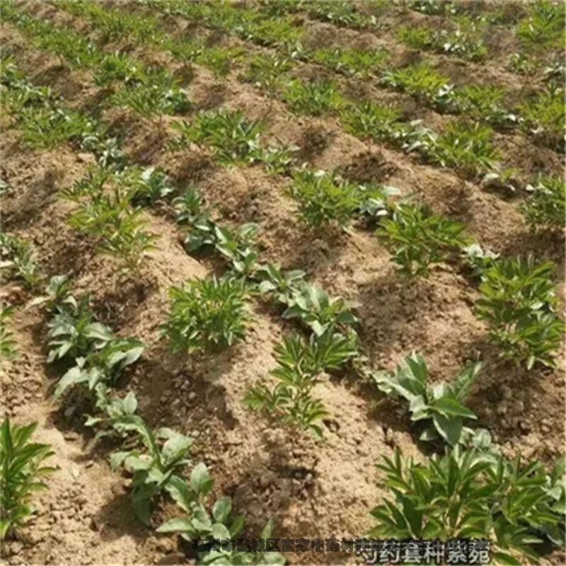 白芍芽今年新價(jià)格白芍基地供應(yīng)