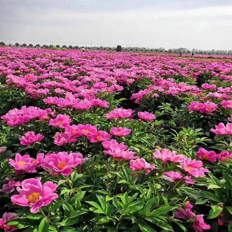 白芍芽東北價(jià)格供應(yīng)