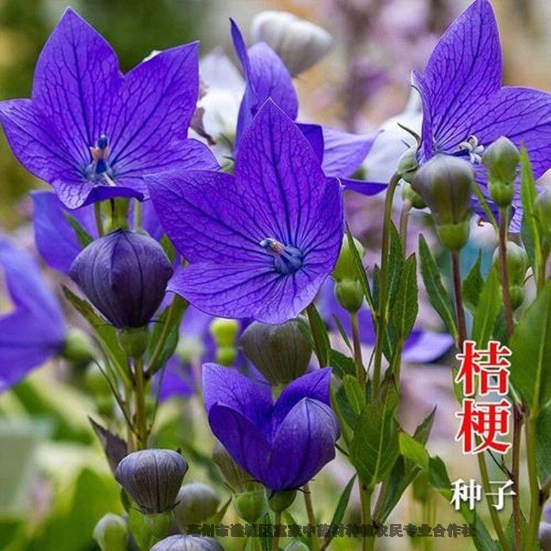 桔梗種子播種種植時間桔梗種子價格