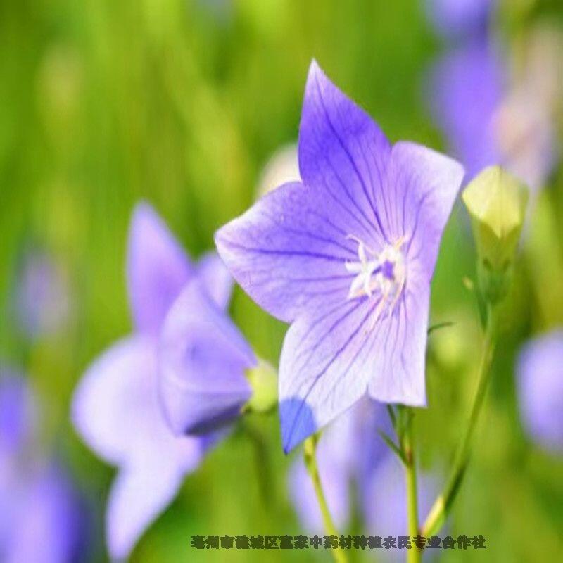 桔梗種子種植栽培技術(shù)
