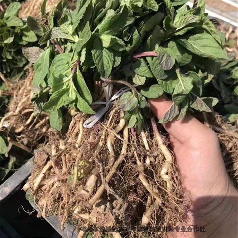 薄荷苗產(chǎn)地供應(yīng)商薄荷芽價格