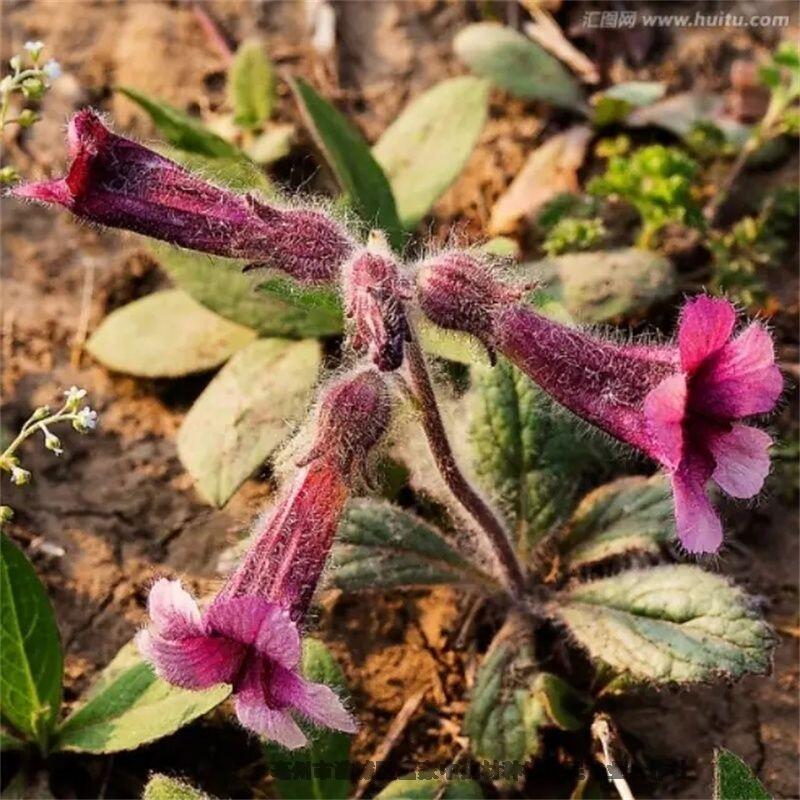 生地的種植方法 生地種子育苗時間