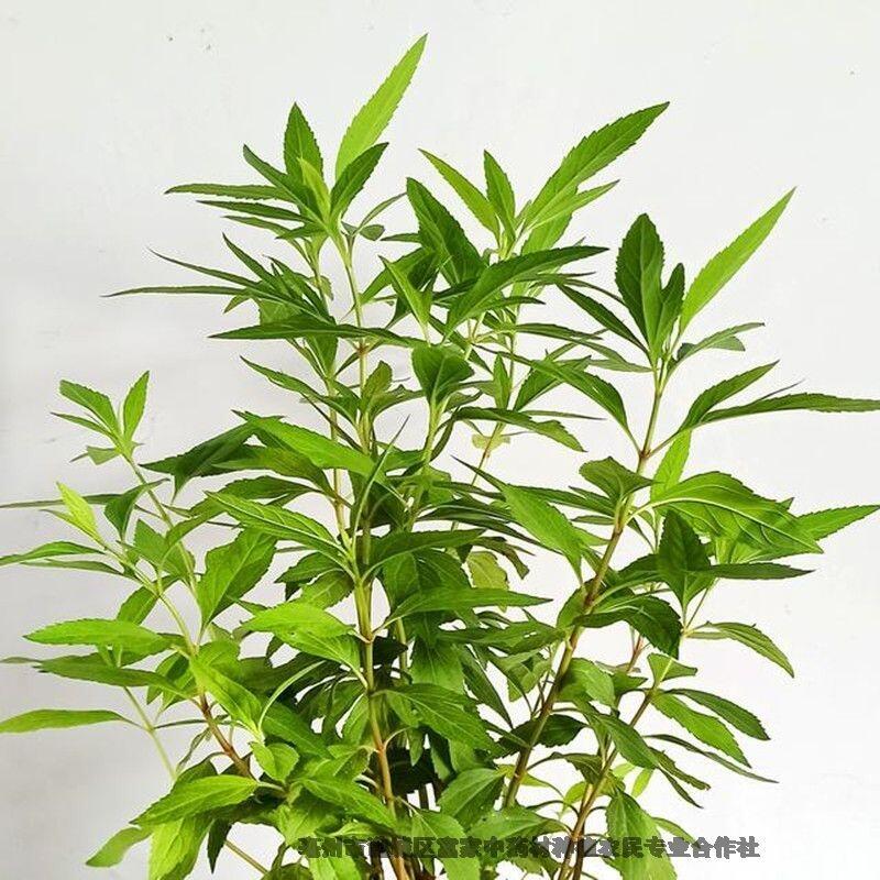 佩蘭種子育苗技術(shù)