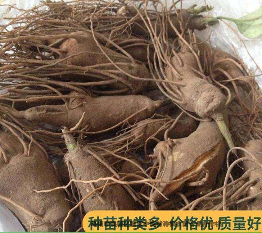 白術(shù)種苗供應(yīng)亳州富家合作社