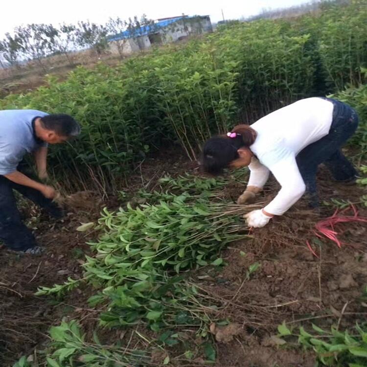 河南1米冠紅葉石楠球  3米早園竹綠化苗木批發(fā)