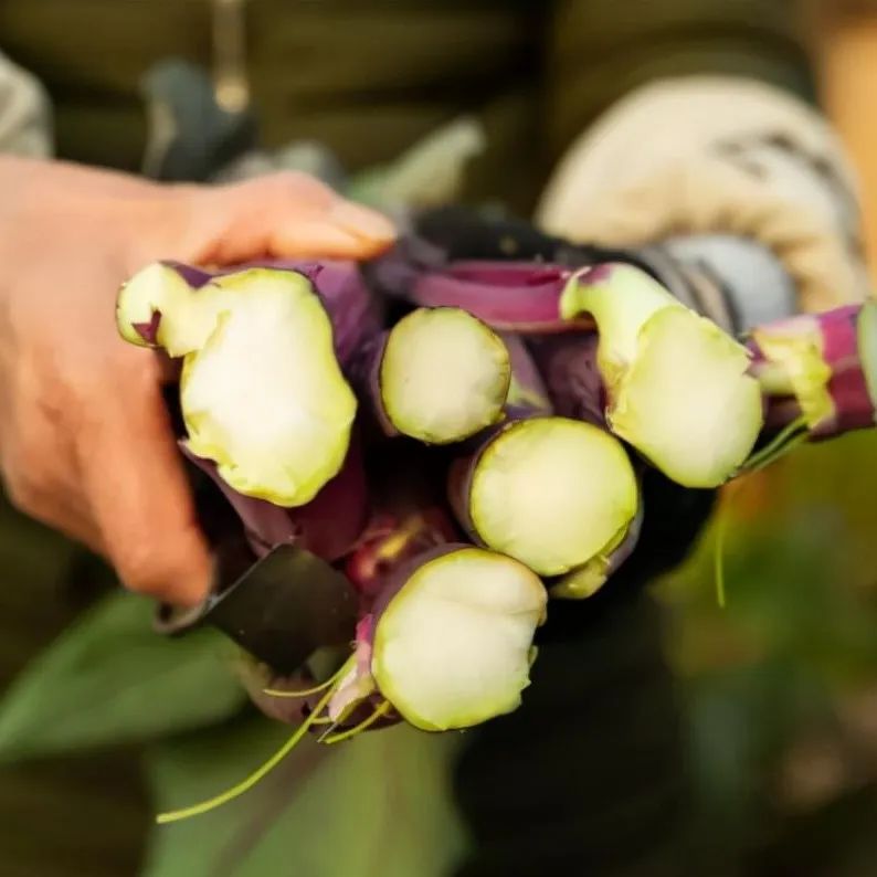 洪山菜苔地方特色農(nóng)產(chǎn)品、脆嫩香甜營養(yǎng)美味