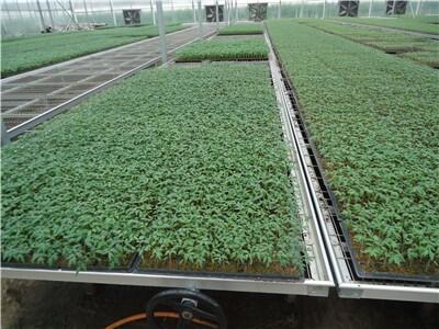 溫室育苗牡丹江使用移動(dòng)苗床的好處