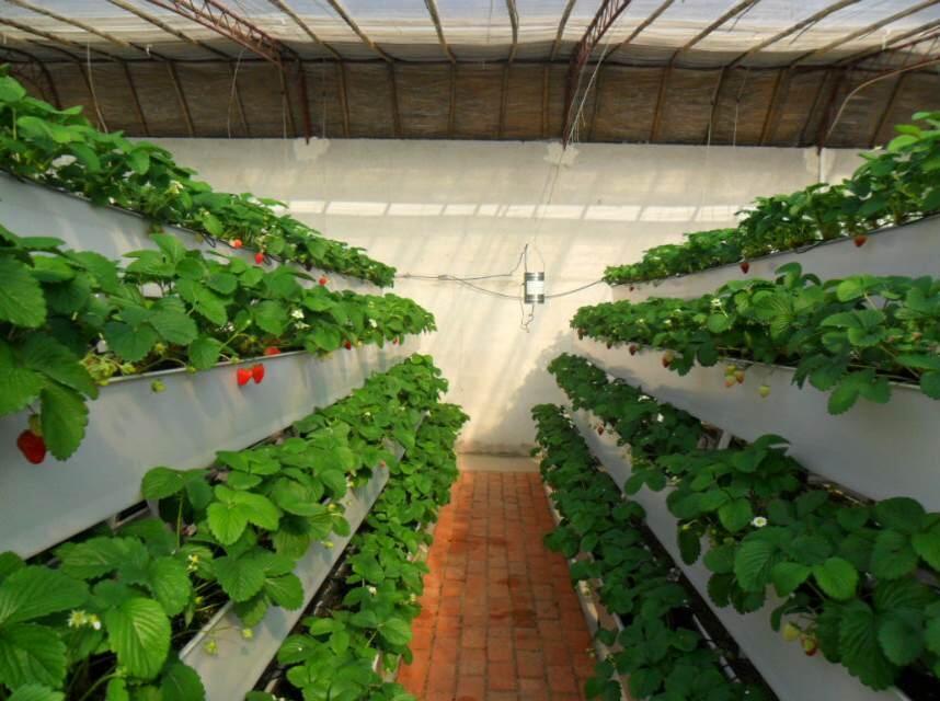 濟(jì)南A型架草莓種植槽對溫室的要求華耀廠價批發(fā)