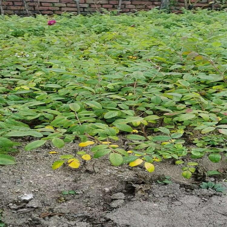 大地苗 四季玫瑰小苗 營養(yǎng)杯多季玫瑰 大量批發(fā)各種喬灌木