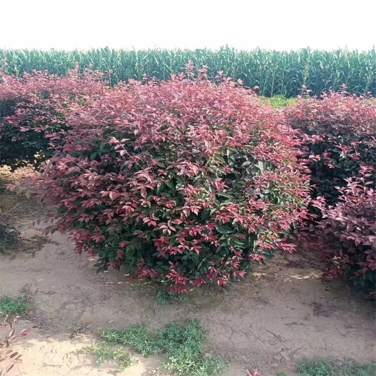 遼寧紅葉李苗 紅葉李球 叢生紅葉李 紅葉李小苗 24小時在線咨詢
