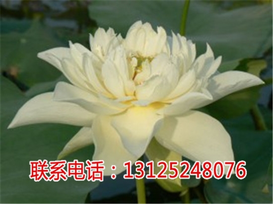 ɏӷNN_Mɏr_Vǧخa(chn)